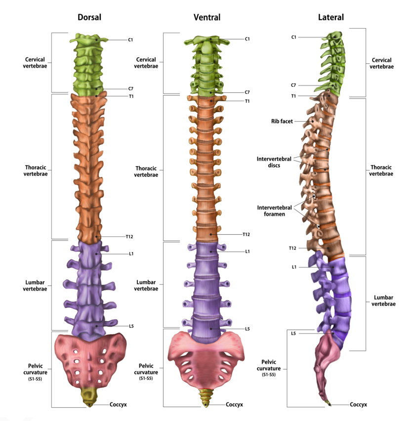 coloana vertebrala