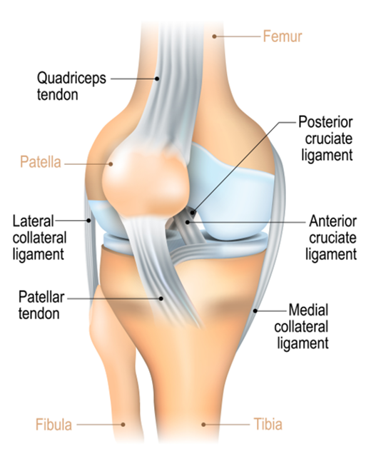 tendinopatia cvadricepsului