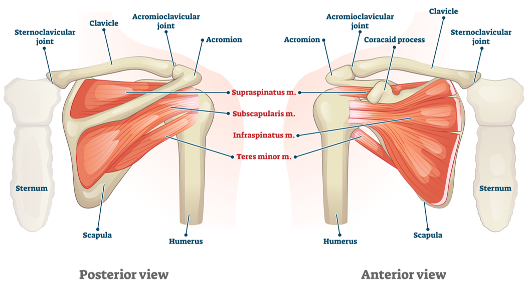 tendinopatia umarului