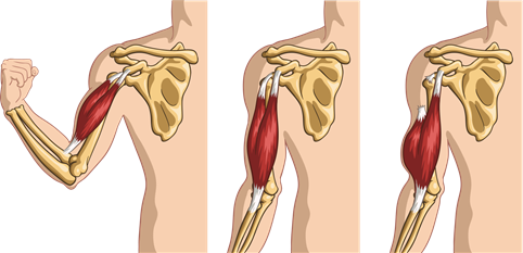 brachial biceps