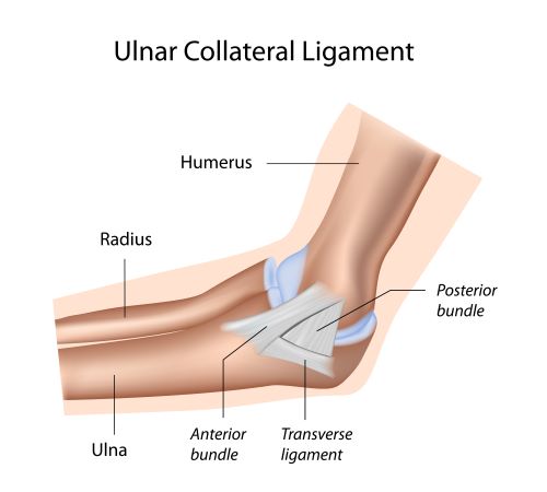 ligamentele