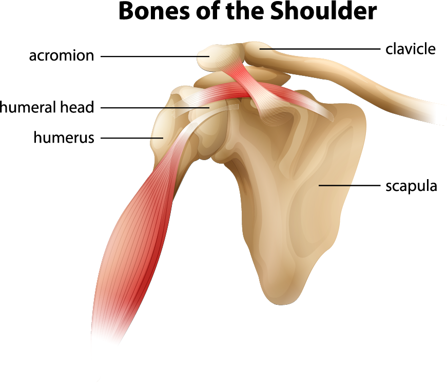 fracturile scapulei