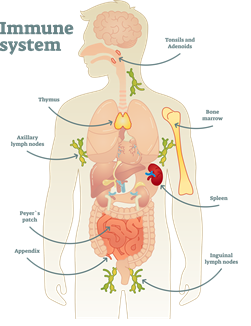 immune system
